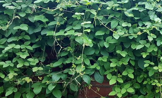 Cayratia trifolia